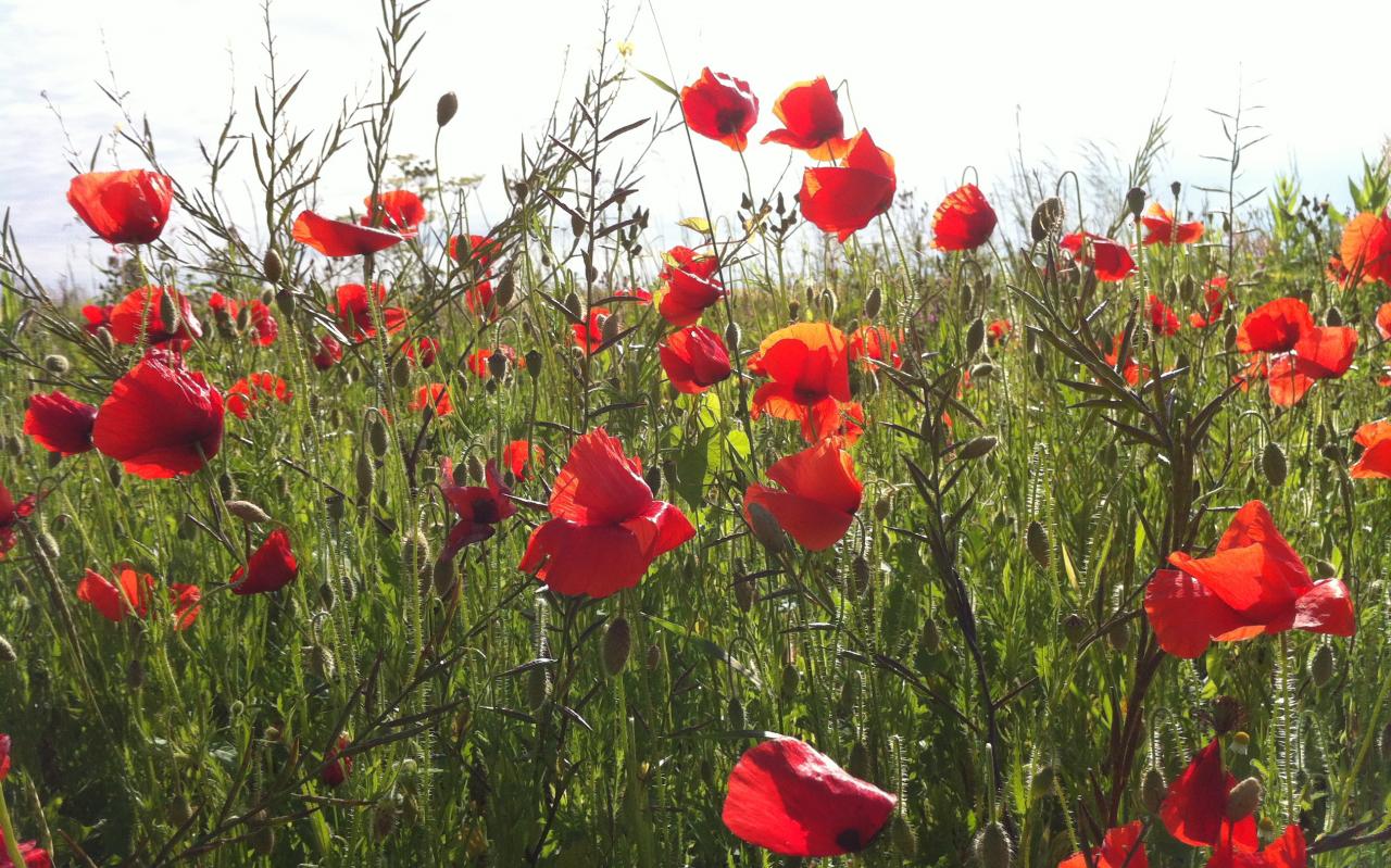 coquelicots au lotissement de la Reulette