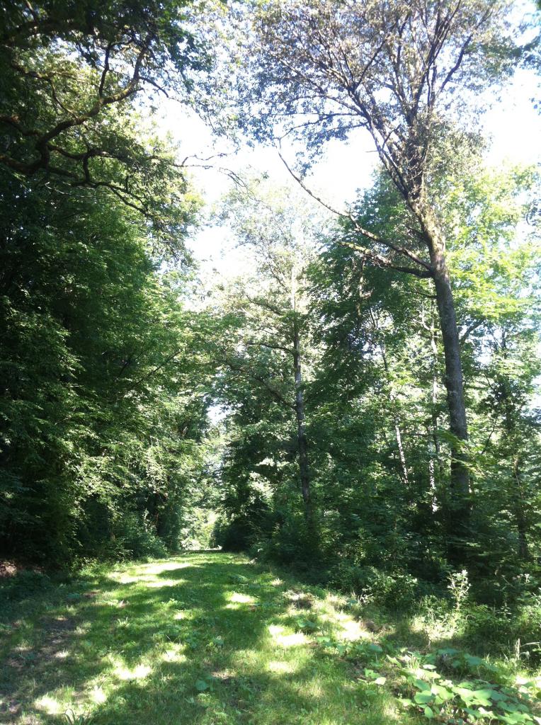 chemin vert en forêt d'Argonne